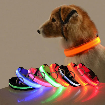 High Visibility Safety Dog Collar